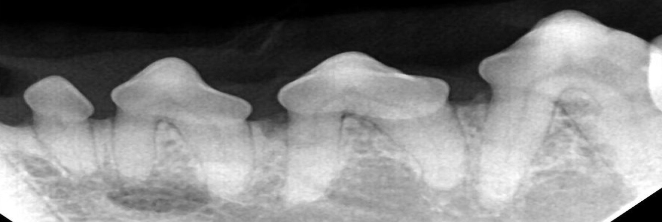 Dentalröntgen - Kleintierärzte Wilhelmshöhe